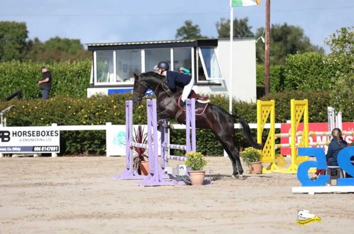 4yo mare all rounder - Image 4