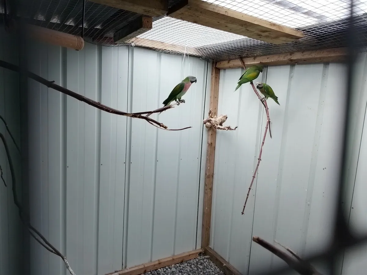 Birds - Image 1