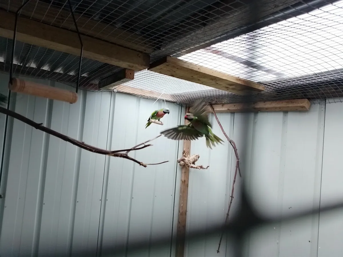 Birds - Image 3