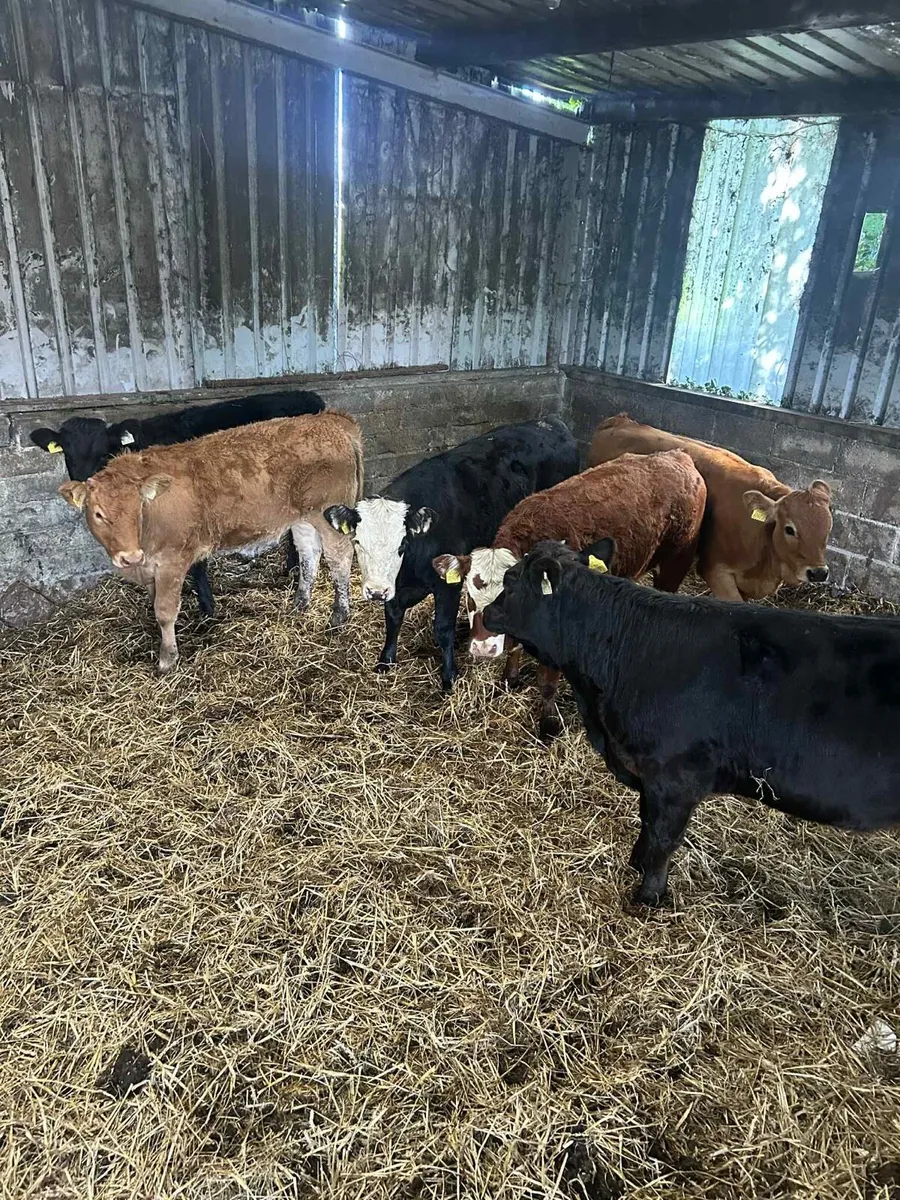 7 Smashing Limousin Heifers - Image 1