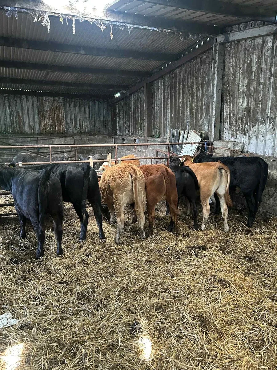 7 Smashing Limousin Heifers - Image 3