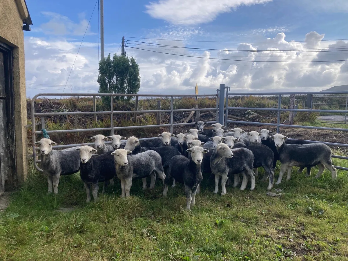 Mid Kerry Mart - Herdwick Hoggets - Image 1