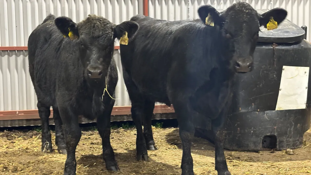 ⭐️ 2 Purebred Aberdeen Angus Heifers ⭐️ - Image 4