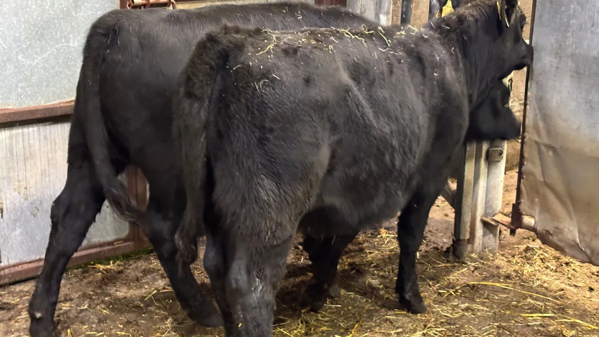 ⭐️ 2 Purebred Aberdeen Angus Heifers ⭐️ - Image 3