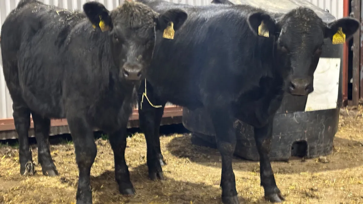 ⭐️ 2 Purebred Aberdeen Angus Heifers ⭐️ - Image 1