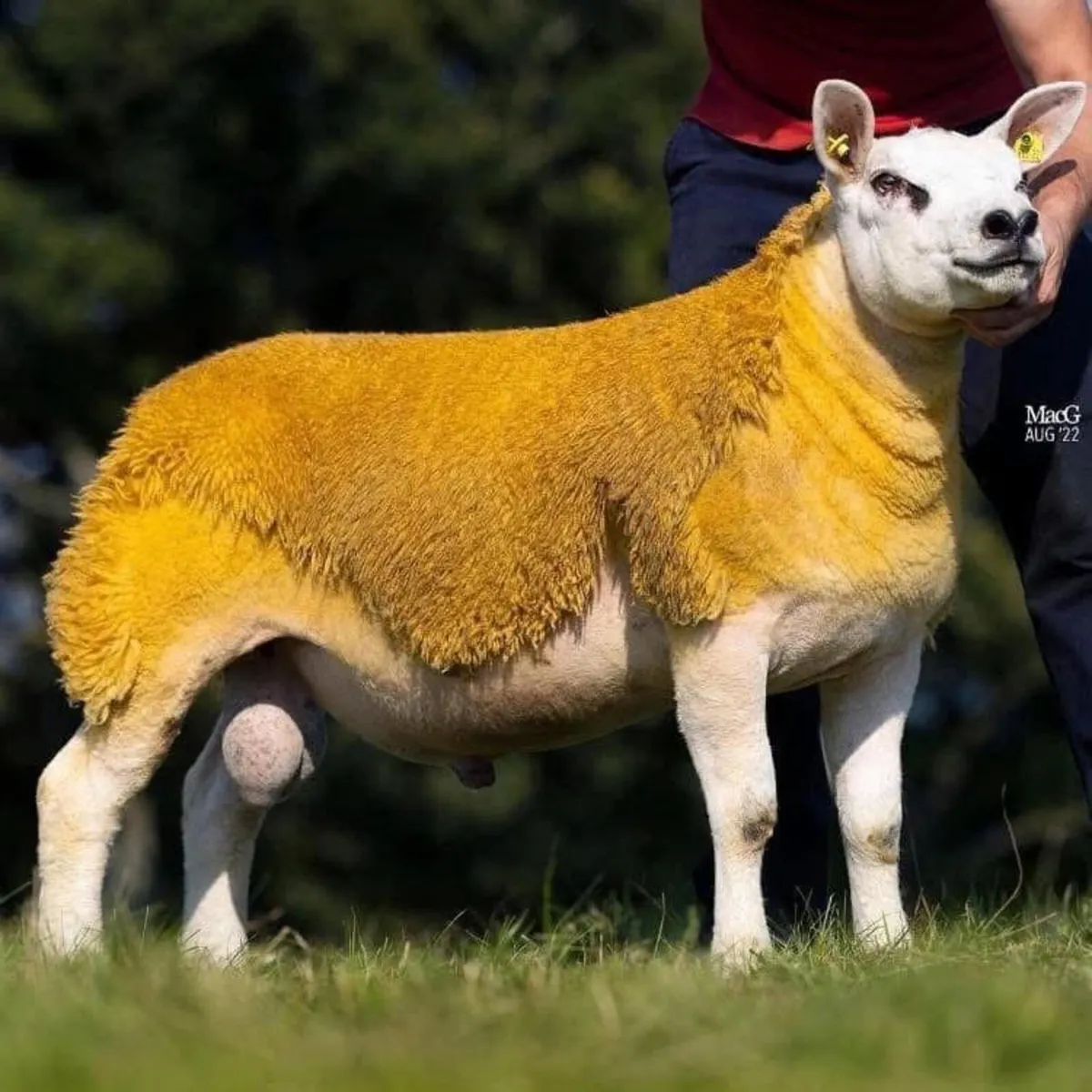 Pedigree Texel Rams Ballinasloe Mart this Thursday - Image 1