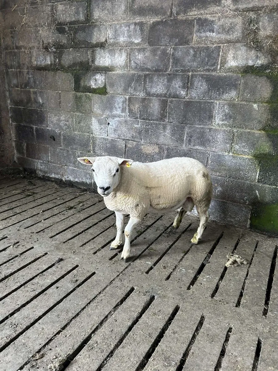 Selection of hoggot rams - Image 1