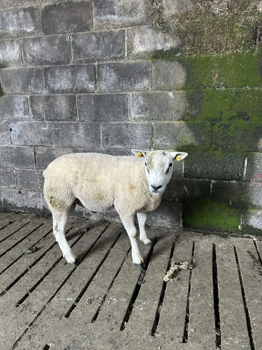 Selection of hoggot rams - Image 2
