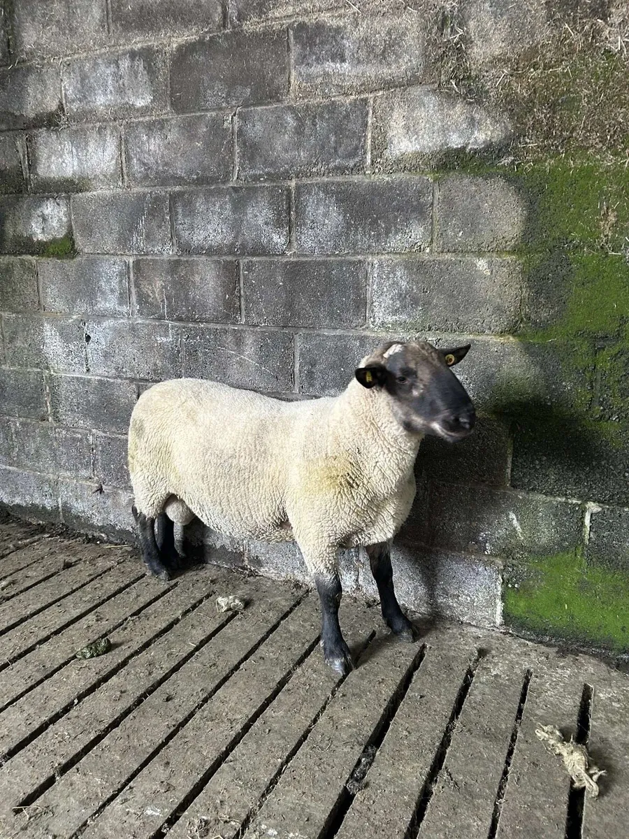 Selection of hoggot rams - Image 3