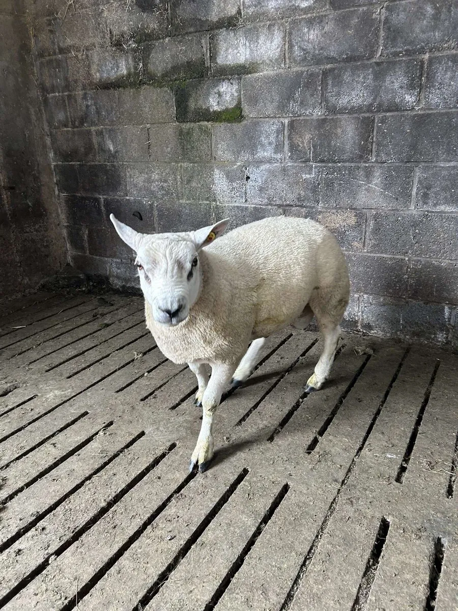 Selection of hoggot rams - Image 4