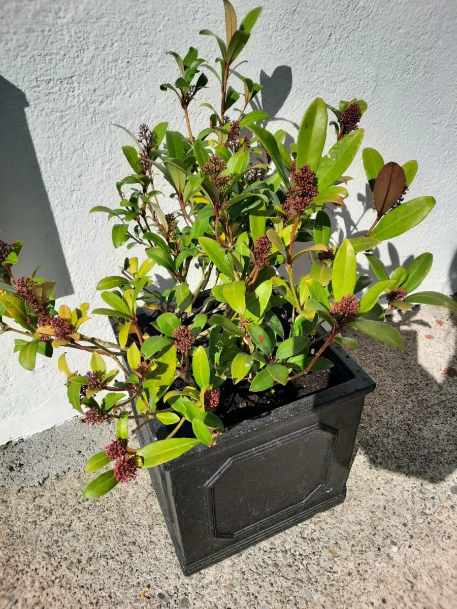 Japonica Evergreen shrub and Box