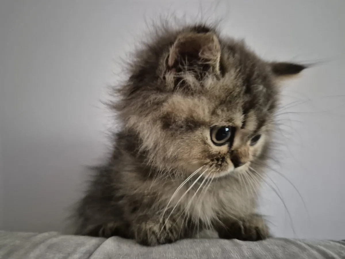 Scottish Straight longhair female kitten - Image 1