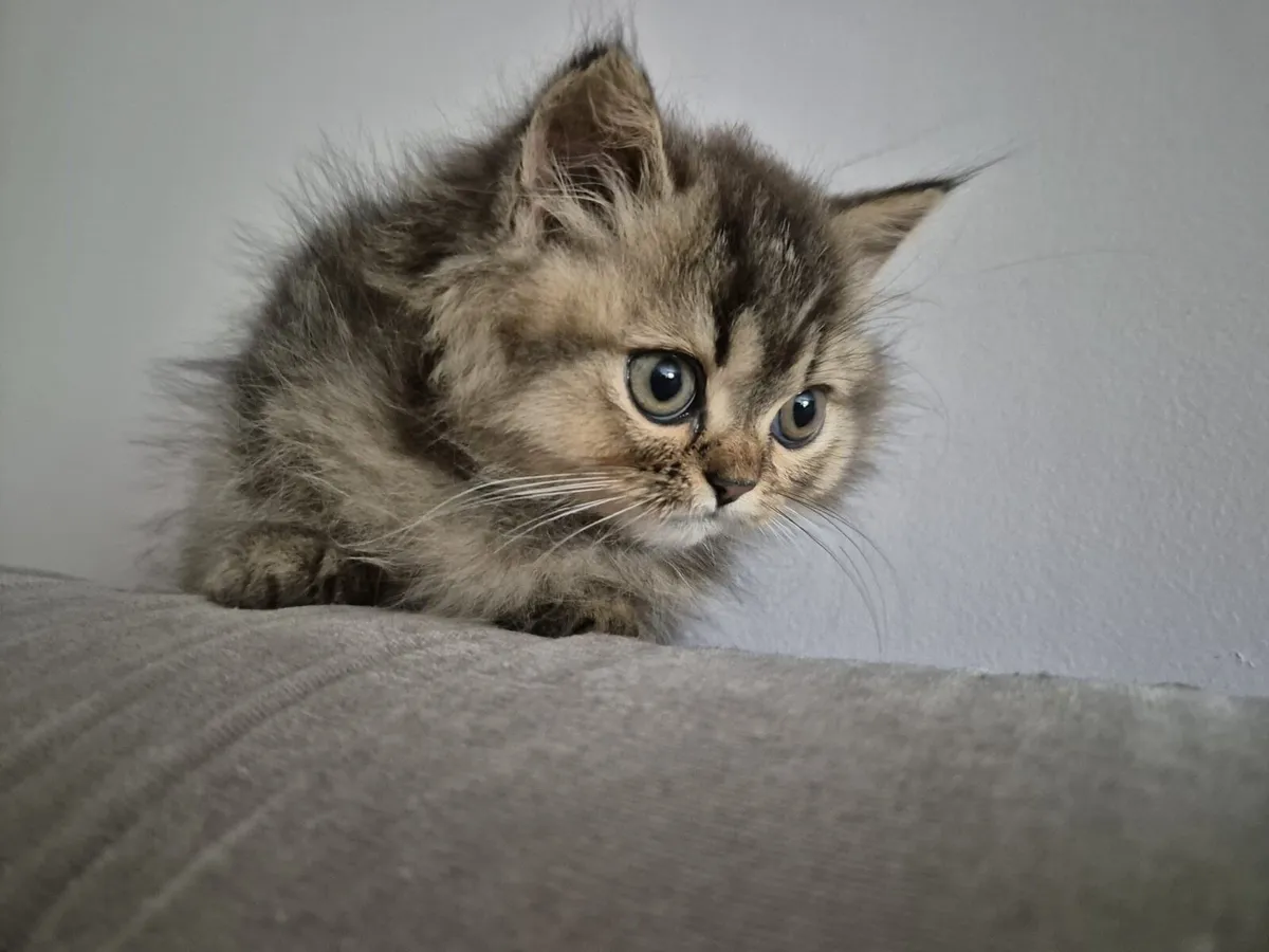 Scottish Straight longhair female kitten - Image 3