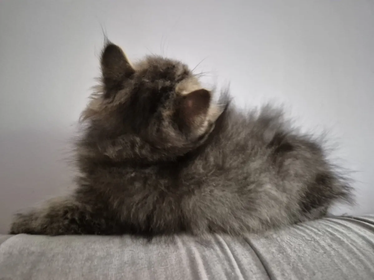 Scottish Straight longhair female kitten - Image 4