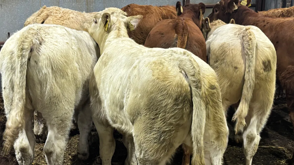 ⭐️8 Super Quality Bull Wealings ⭐️ - Image 2