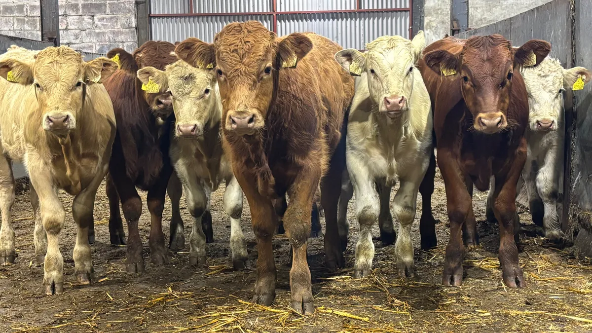 ⭐️8 Super Quality Bull Wealings ⭐️ - Image 1