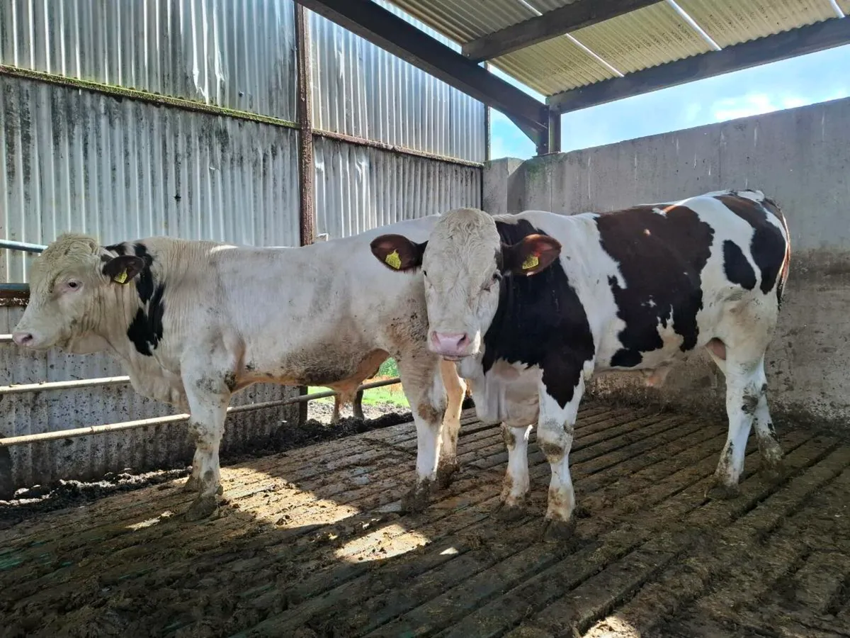 Montbeliarde Bulls - Image 1