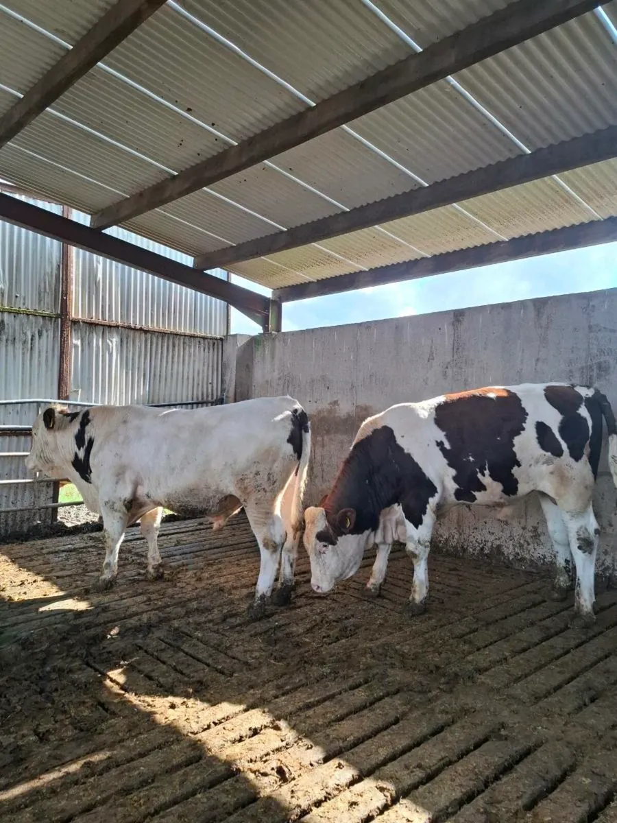 Montbeliarde Bulls - Image 2