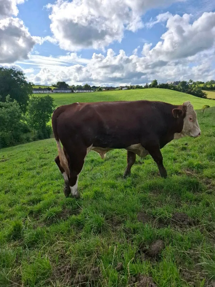 Montbeliarde Bulls - Image 3