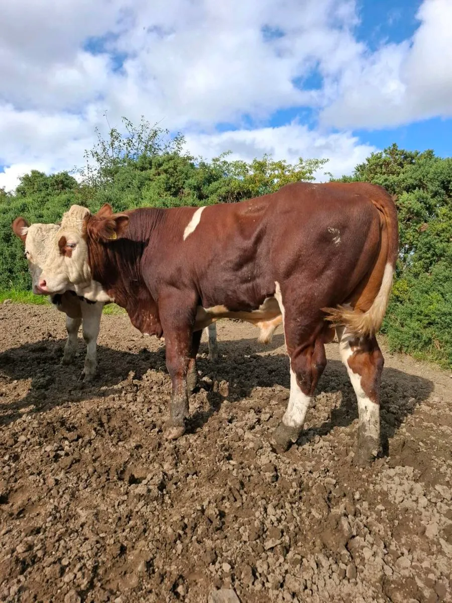 Montbeliarde Bulls - Image 4