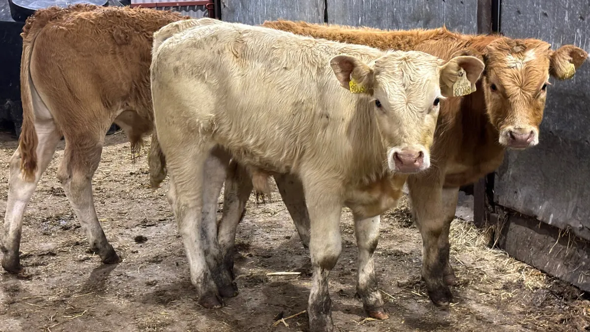 ⭐️ 3 Limousin Bull Wealings ⭐️ - Image 4