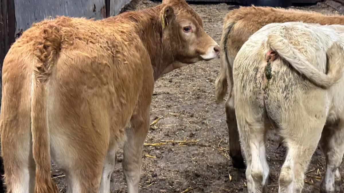⭐️ 3 Limousin Bull Wealings ⭐️ - Image 2