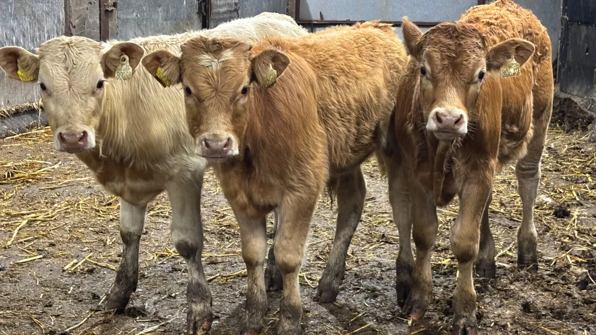 ⭐️ 3 Limousin Bull Wealings ⭐️ - Image 3