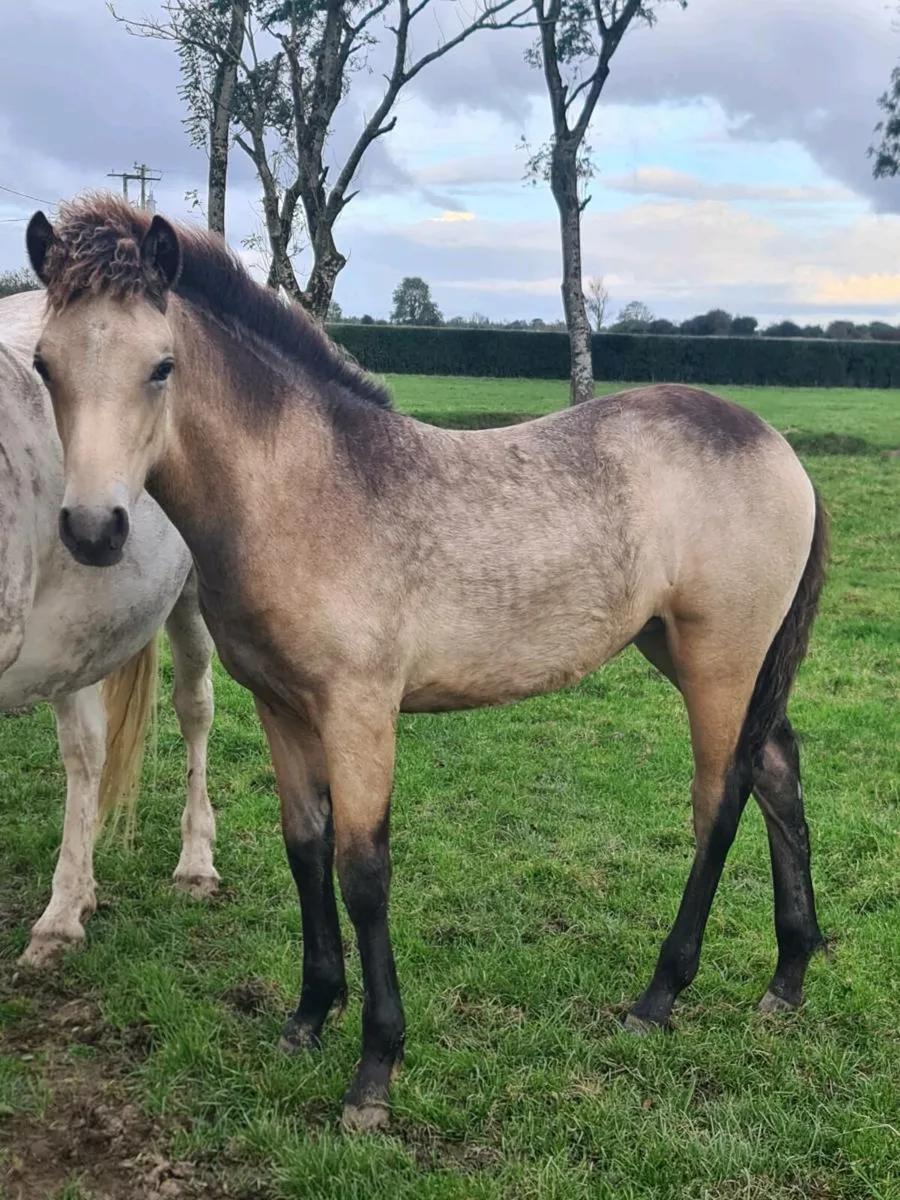 Connemara Filly Foal Dun - Image 1