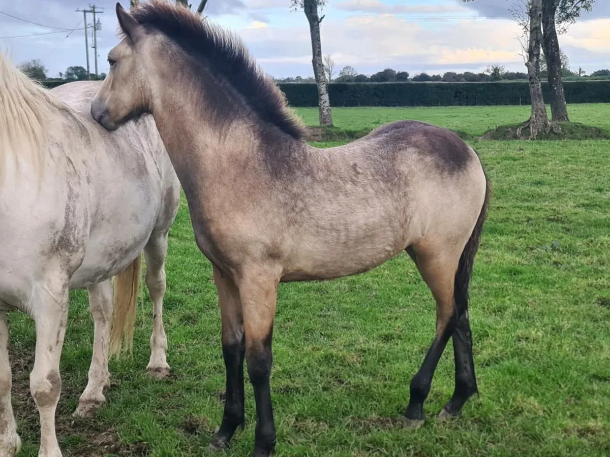 Connemara Filly Foal Dun - Image 2