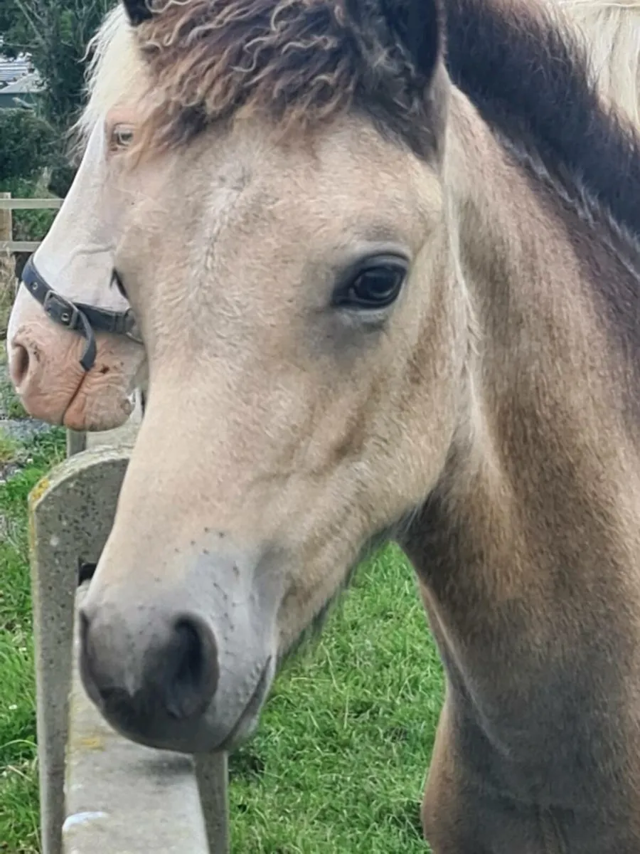 Connemara Filly Foal Dun - Image 3