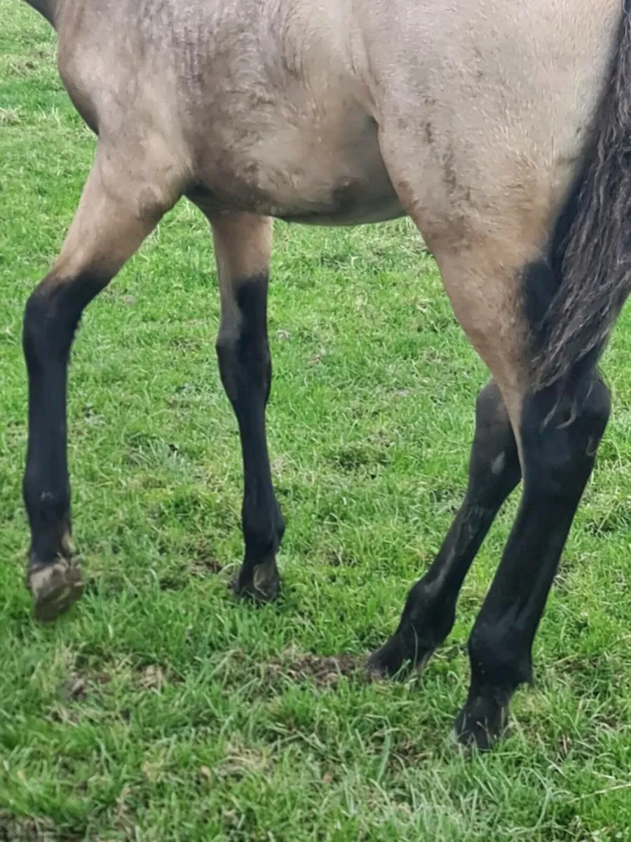 Connemara Filly Foal Dun - Image 4