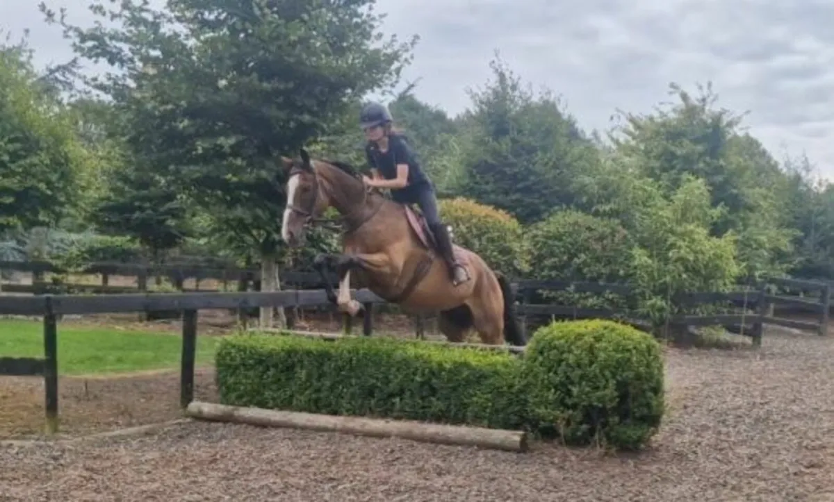 Flashy 16 1hh gelding - Image 3