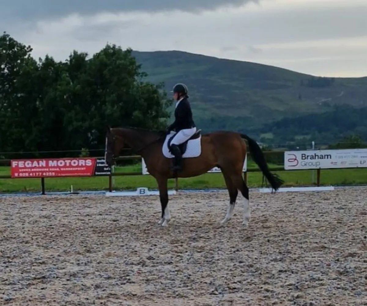 Flashy 16 1hh gelding - Image 4