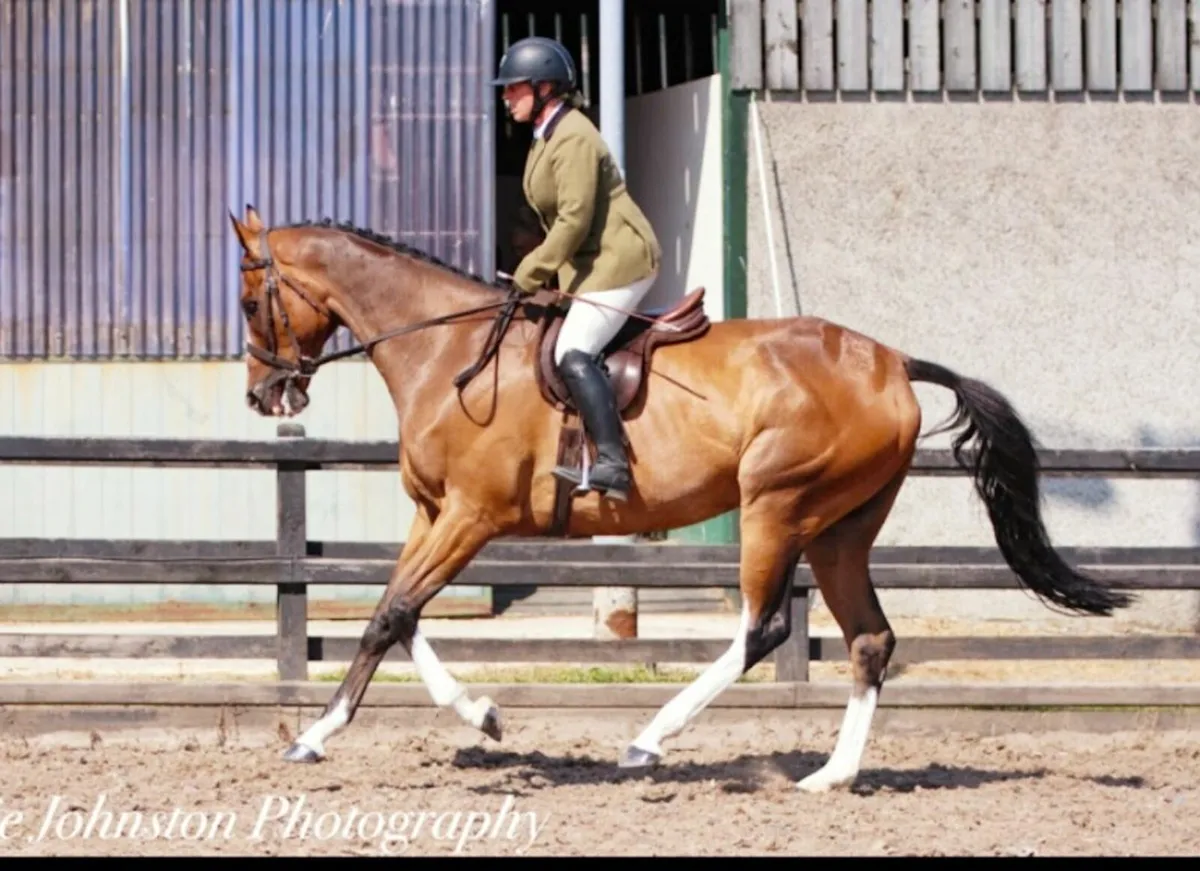Flashy 16 1hh gelding - Image 1