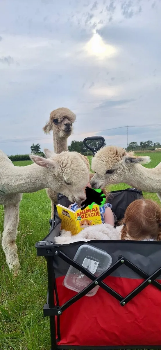 3 x Alpacas - Image 1