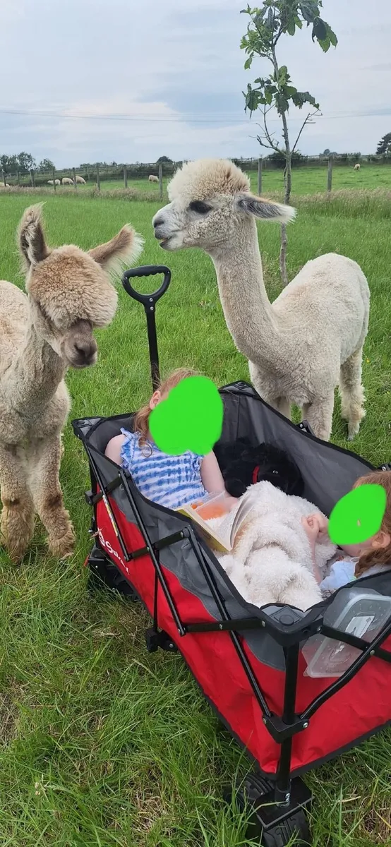 3 x Alpacas - Image 2