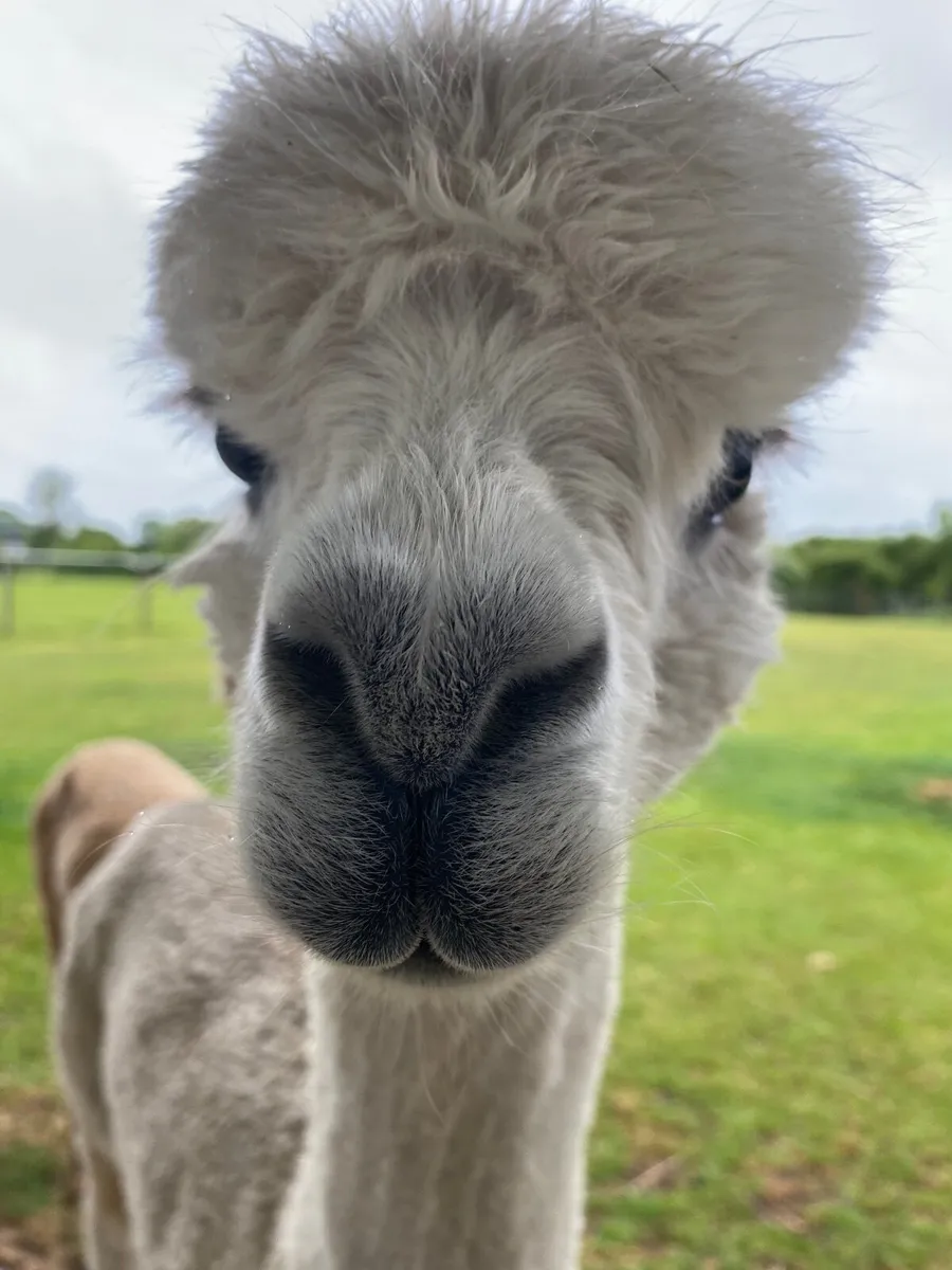 3 x Alpacas - Image 3
