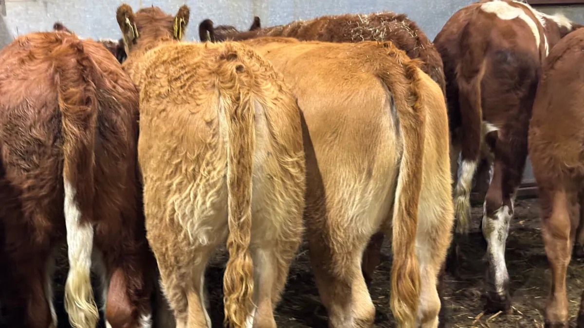 ⭐️6 Quality Continental Heifer Wealings⭐️ - Image 4