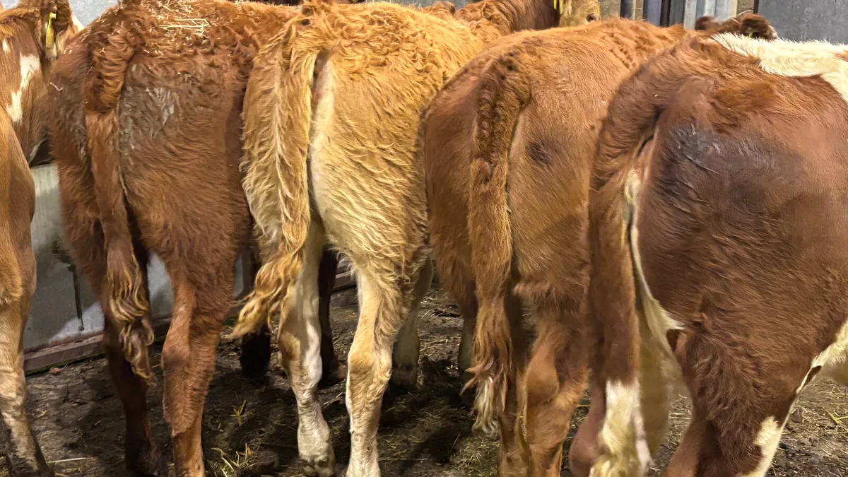 ⭐️6 Quality Continental Heifer Wealings⭐️ - Image 2