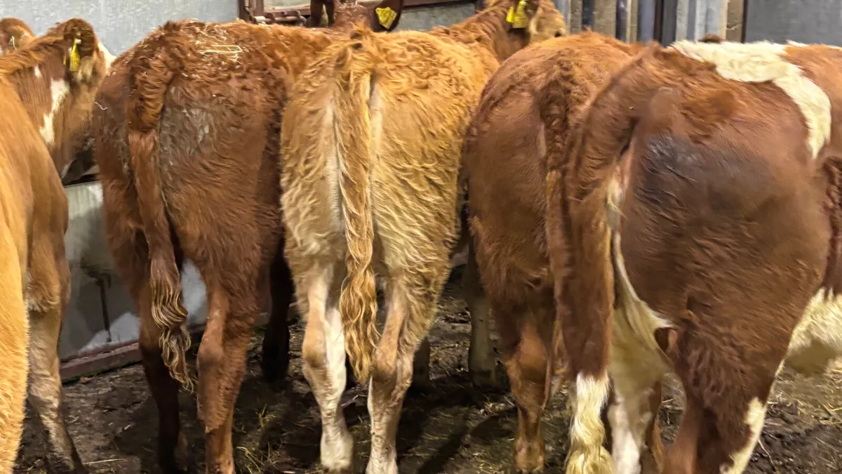 ⭐️6 Quality Continental Heifer Wealings⭐️ - Image 3