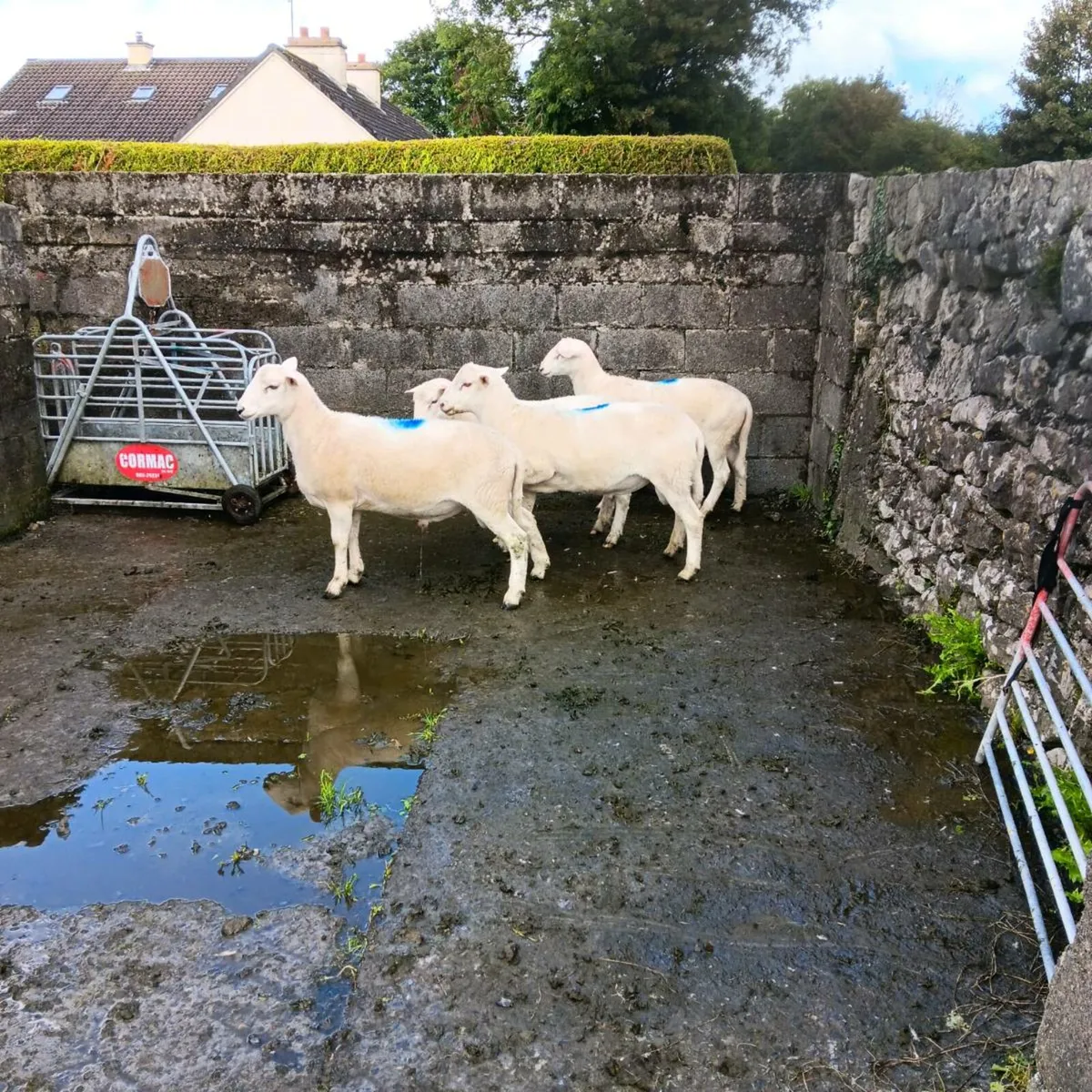 Easycare rams