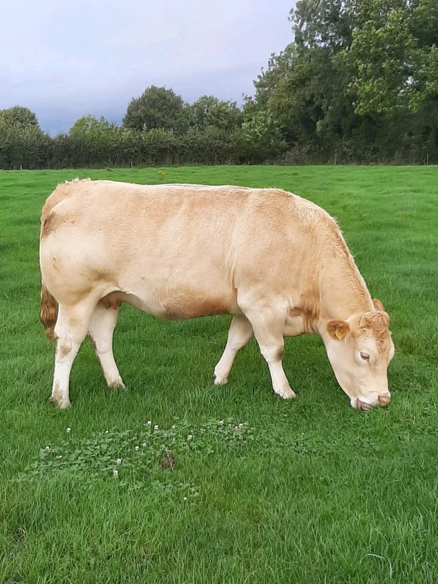 9 super in calf heifers - Image 1