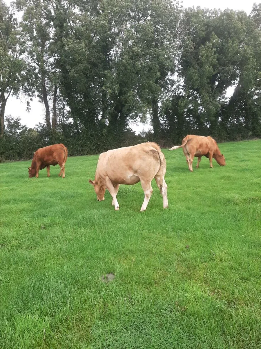 9 super in calf heifers - Image 3