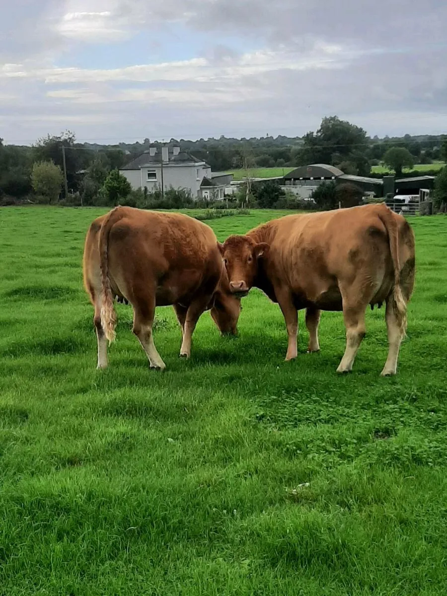 9 super in calf heifers - Image 4