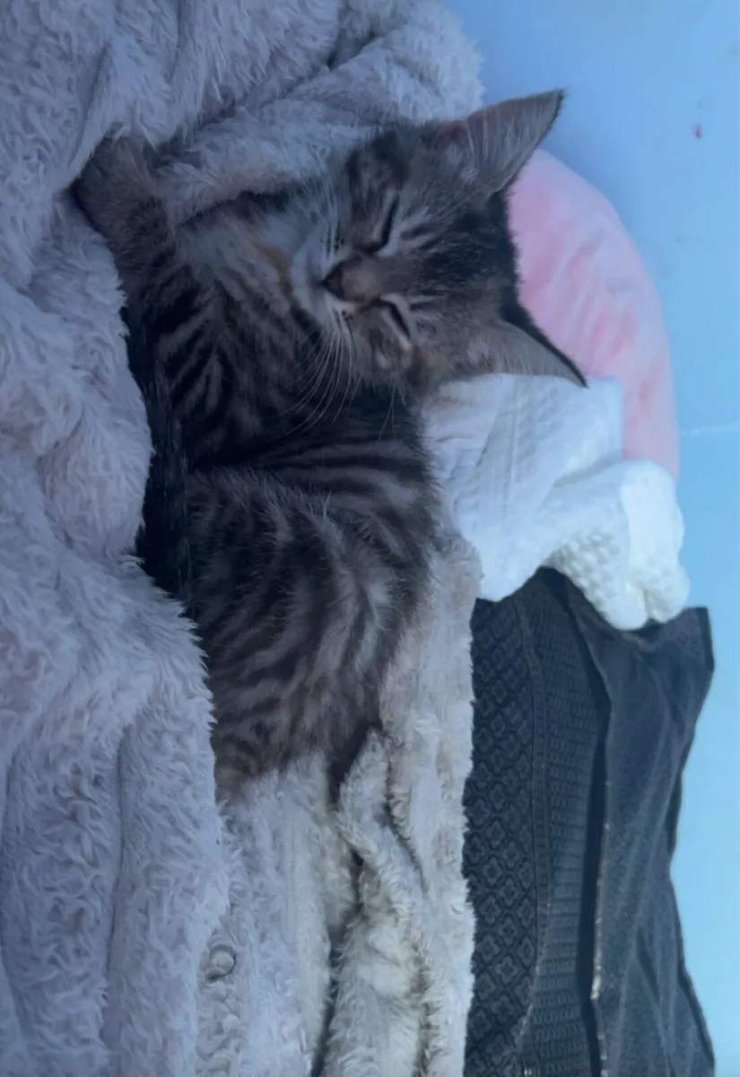 Kitten for sale - Image 1