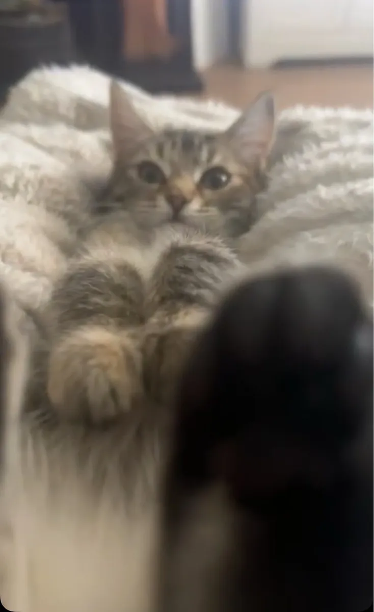 Kitten for sale - Image 2