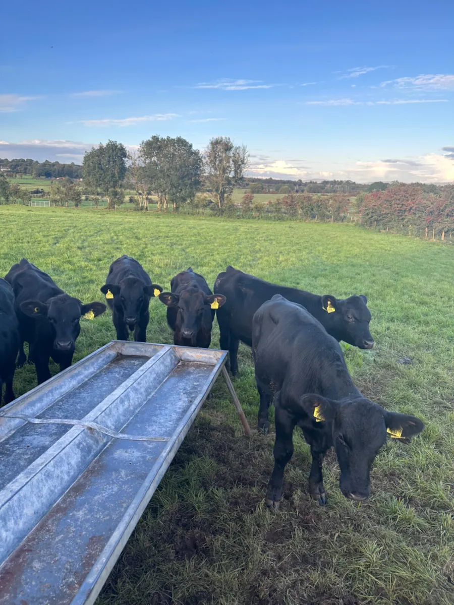 Angus bulls - Image 3