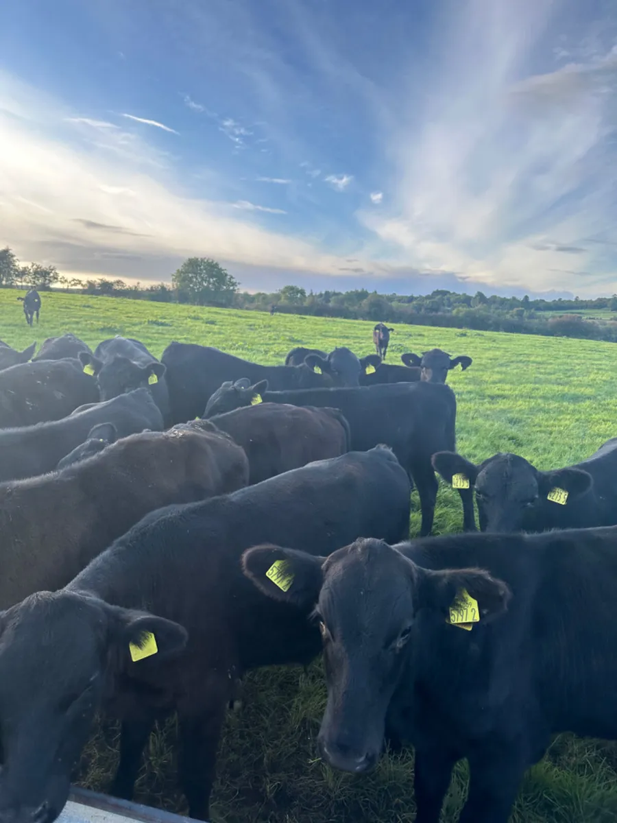 Angus bulls - Image 4