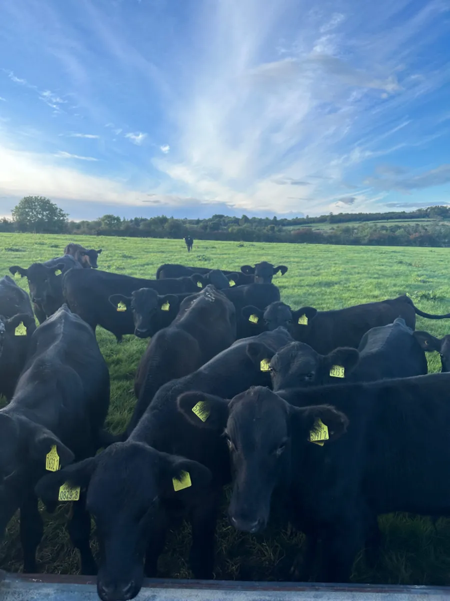 Angus bulls - Image 1