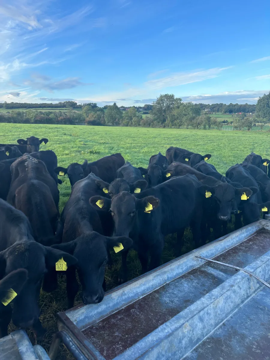 Angus bulls - Image 2